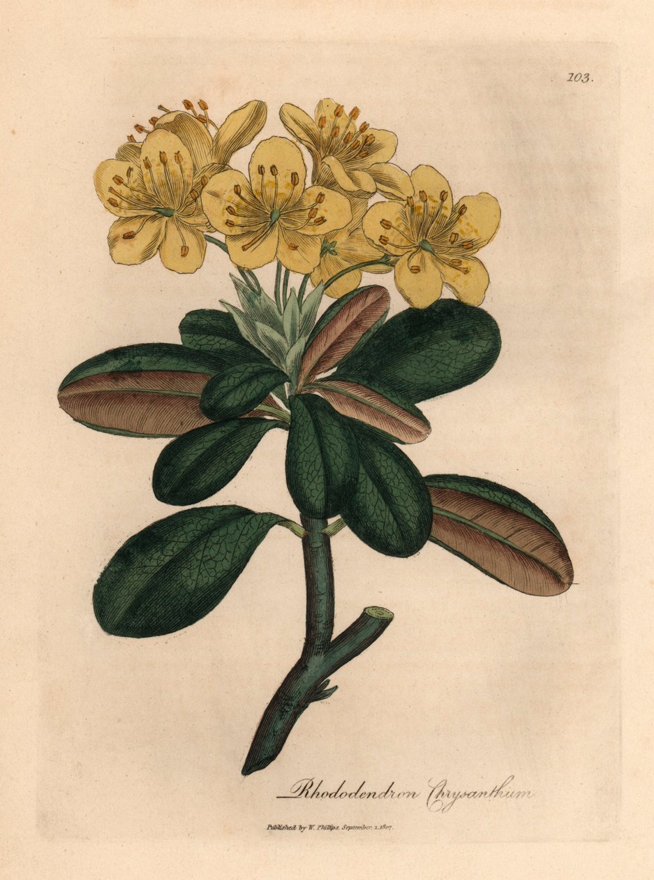 Różanecznik o żółtych kwiatach, chryzantema różanecznika, z botanicznej ilustracji autorstwa Jamesa Sowerby
