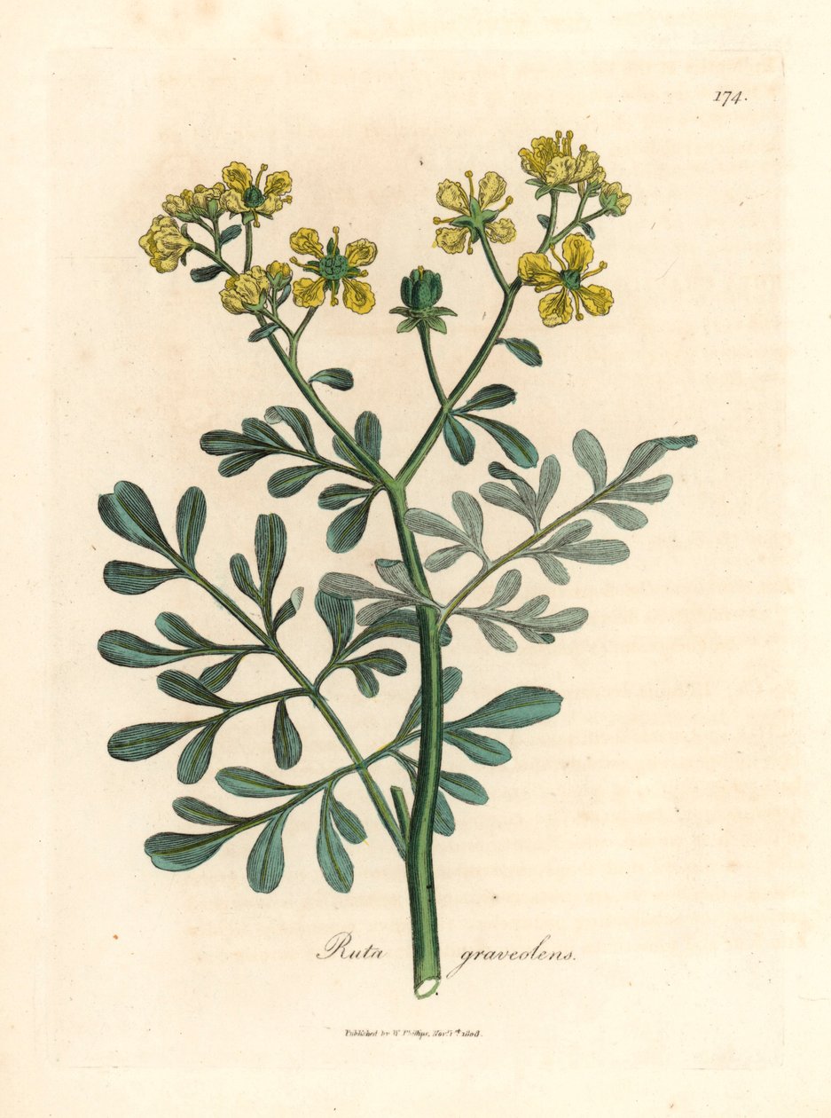 Ruta o żółtych kwiatach, Ruta graveolens, z botanicznej ilustracji Jamesa Sowerby