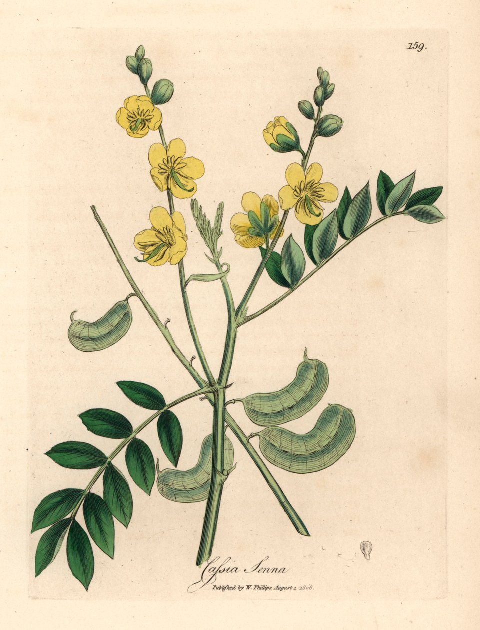 Senna o żółtych kwiatach lub egipska kasja ze strąkami nasion, Cassia senna, z botanicznej ilustracji autorstwa Jamesa Sowerby z William Woodville i Sir William Jackson Hooker