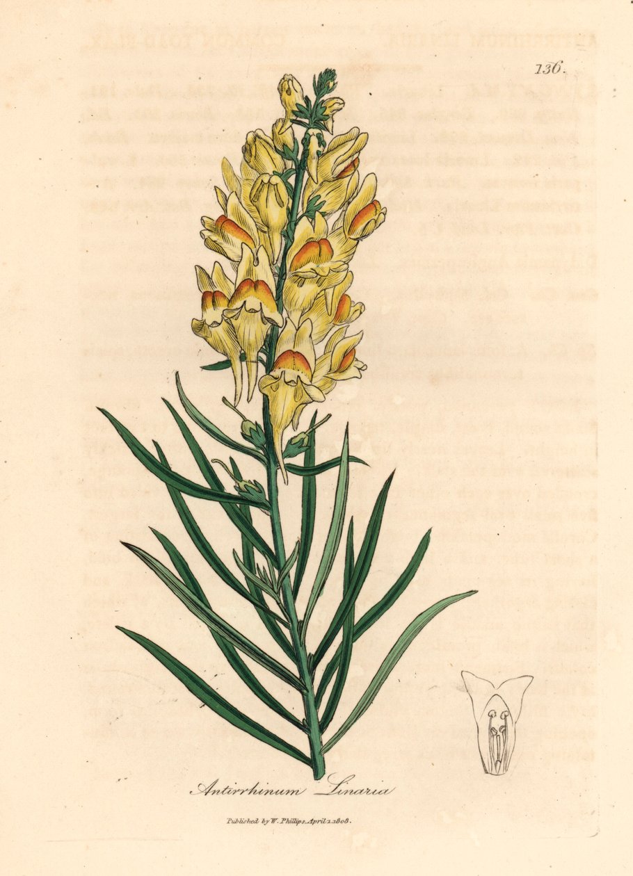 Lwia paszcza o żółtych kwiatach, Antirrhinum linaria, z botanicznej ilustracji autorstwa Jamesa Sowerby