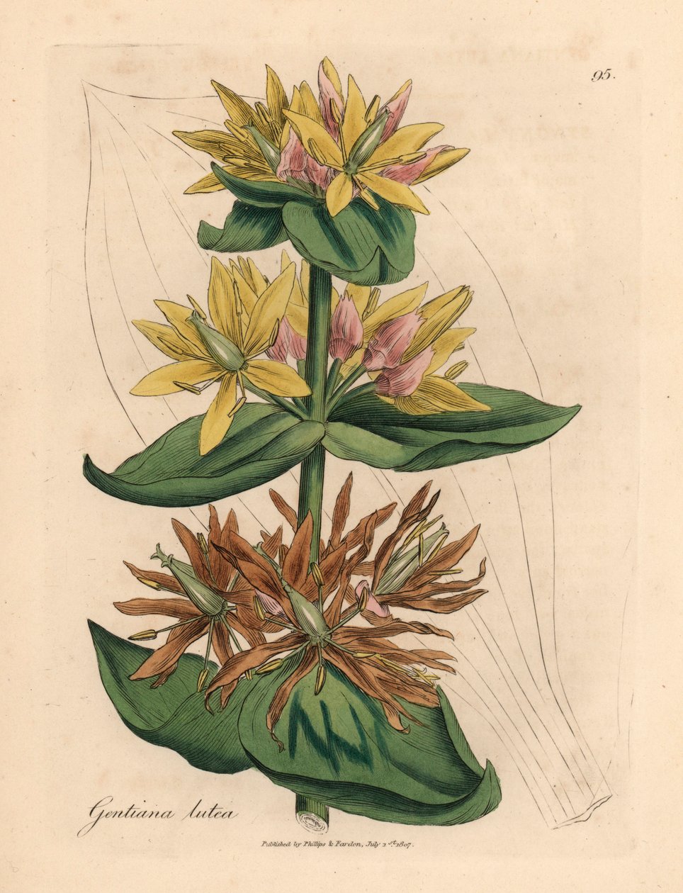 Goryczka żółta, Gentiana lutea, z botanicznej ilustracji Jamesa Sowerby