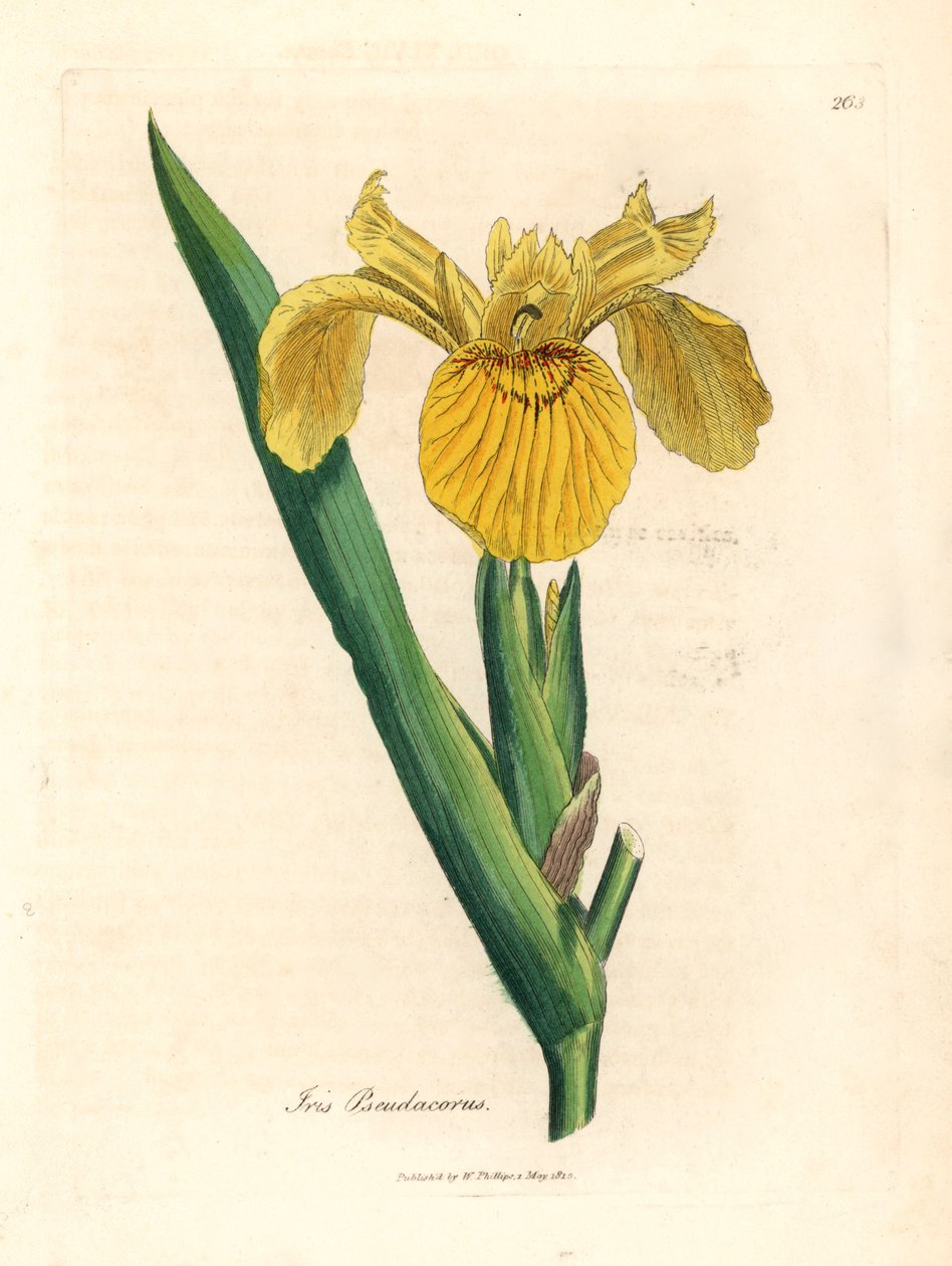 Żółta flaga wodna, Iris pseudocorus, z botanicznej ilustracji Jamesa Sowerby