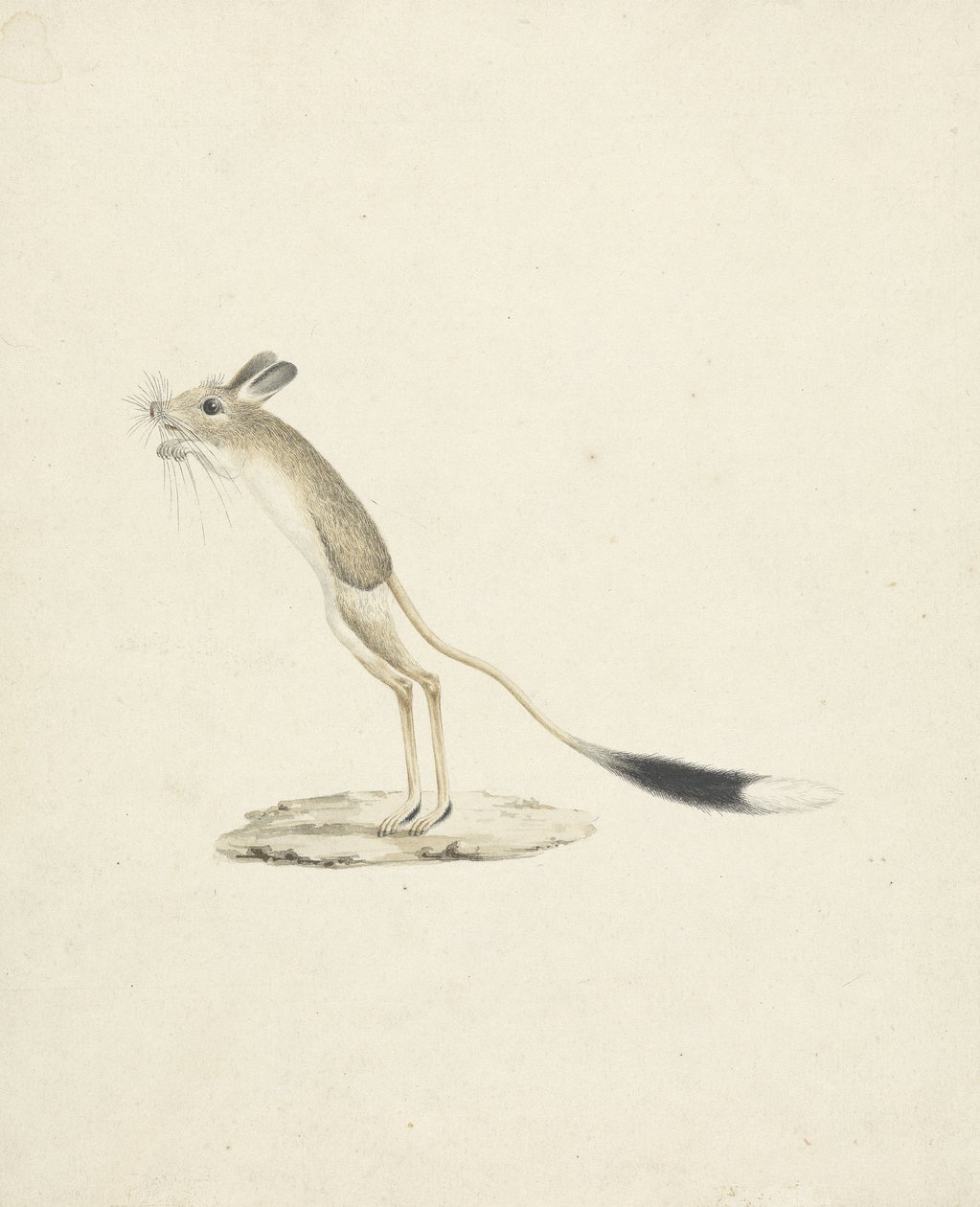 Jerboa nr 4 (wc nad grafitem na papierze) autorstwa James 1730 94 Bruce