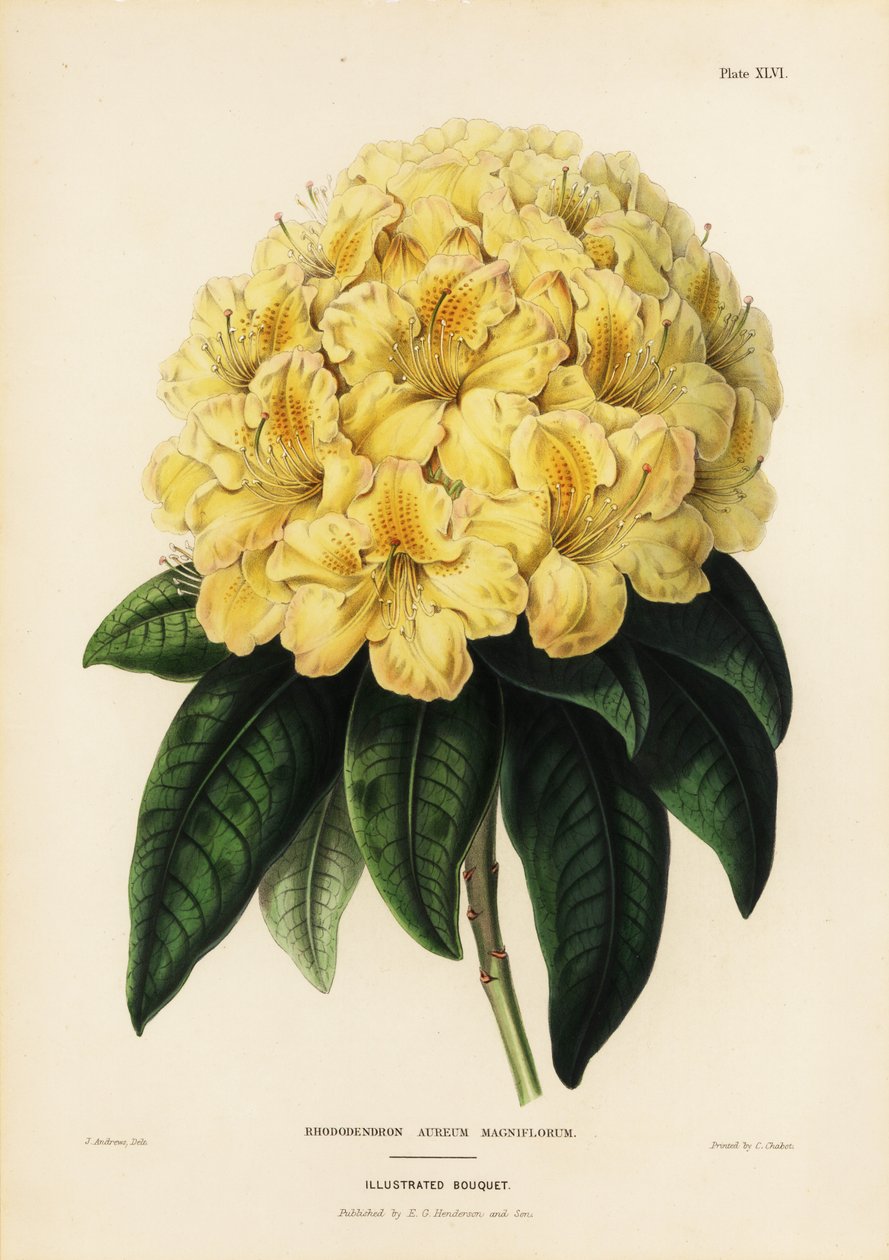 Złoty rododendron, Rhodendron aureum autorstwa James Andrews