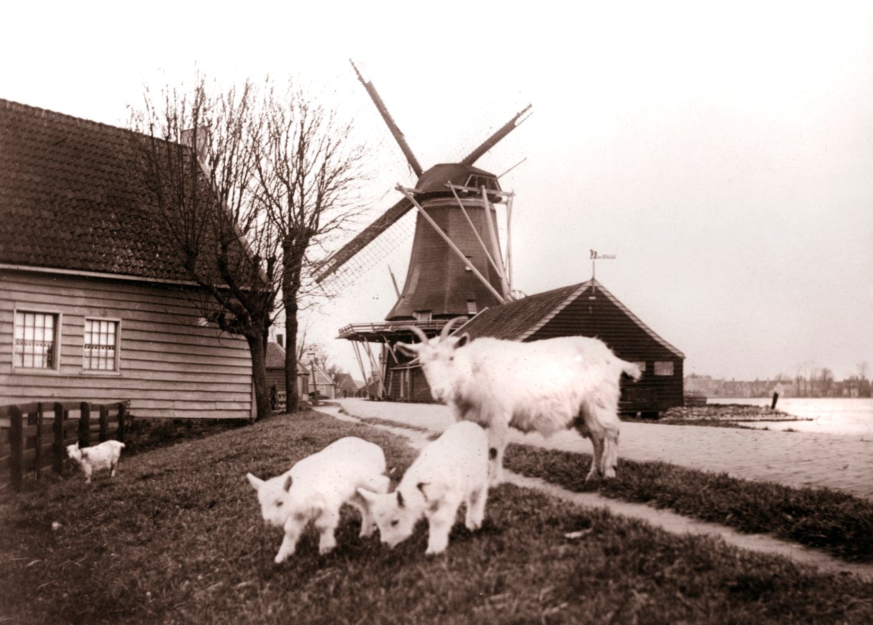 Kozy, Laandam, Holandia, 1898. autorstwa James Batkin