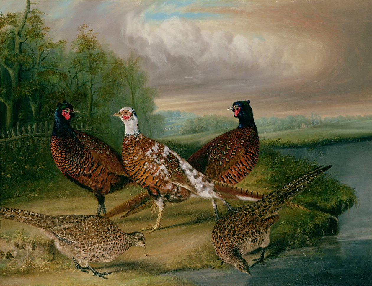 Bażanty nad rzeką Wensum, Norfolk (olej na płótnie) autorstwa James Blazeby