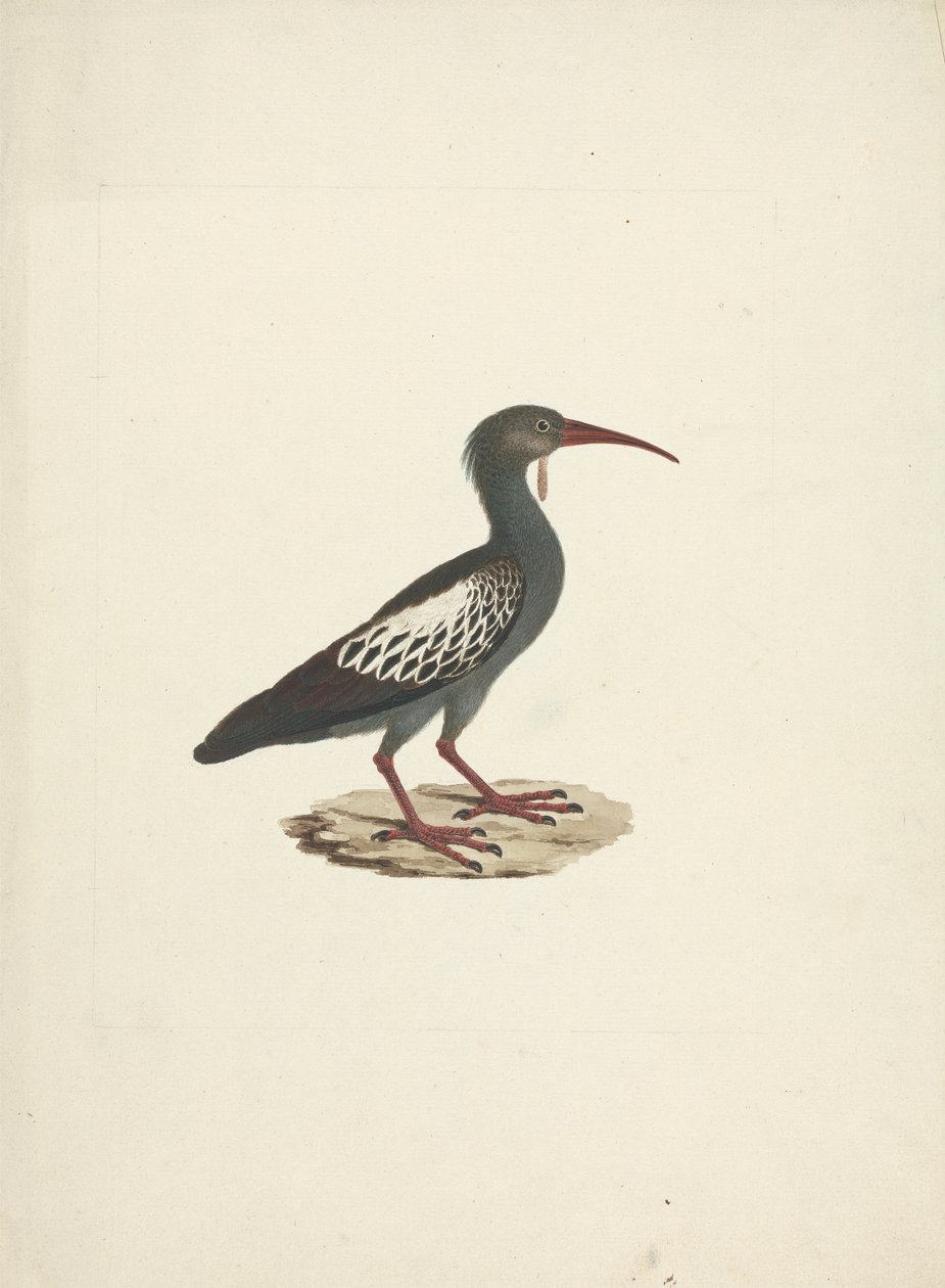 Bostrychia carunculata (Ibis koralowy) autorstwa James Bruce