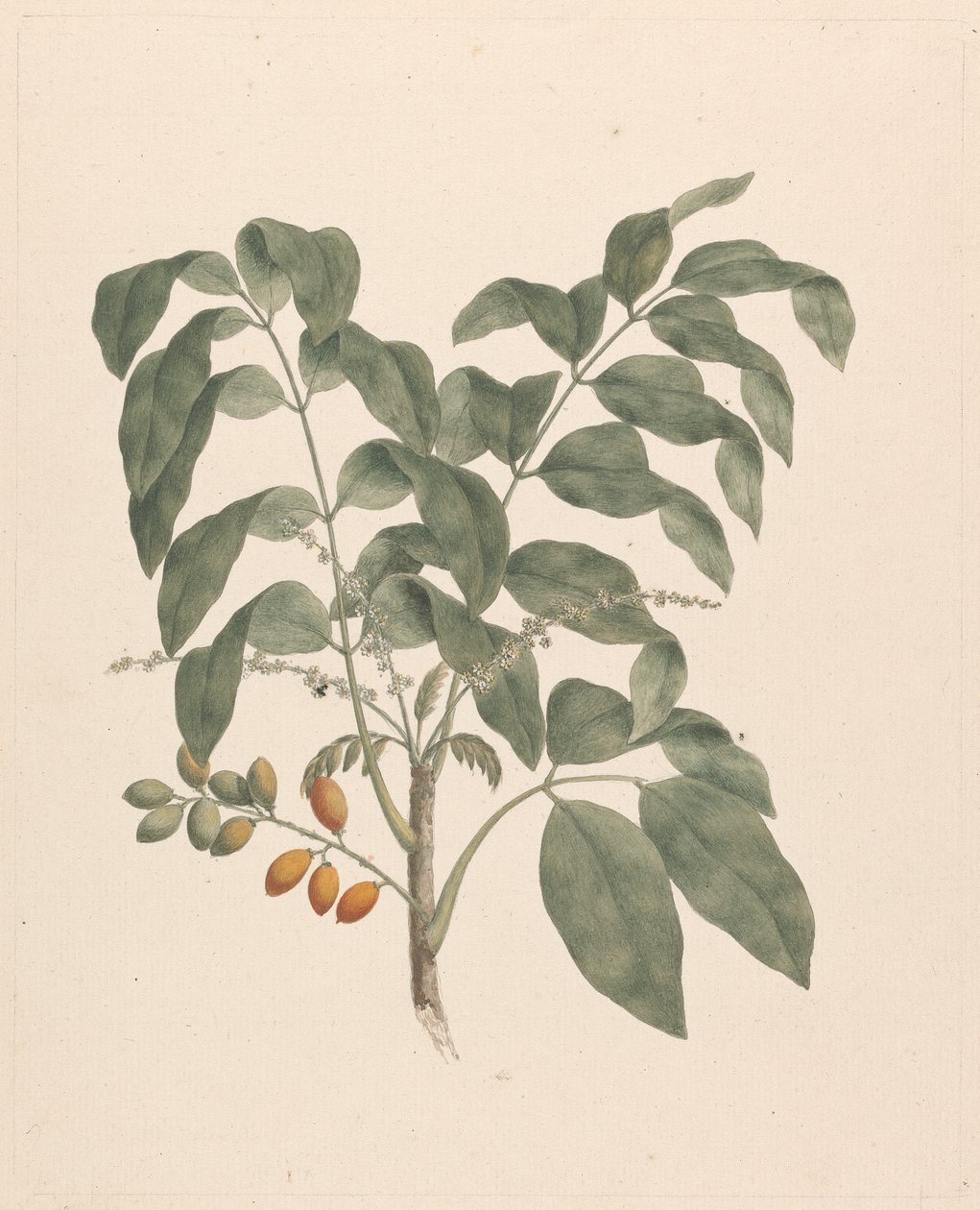 Brucea antidysenterica J. Miller (James Bruce