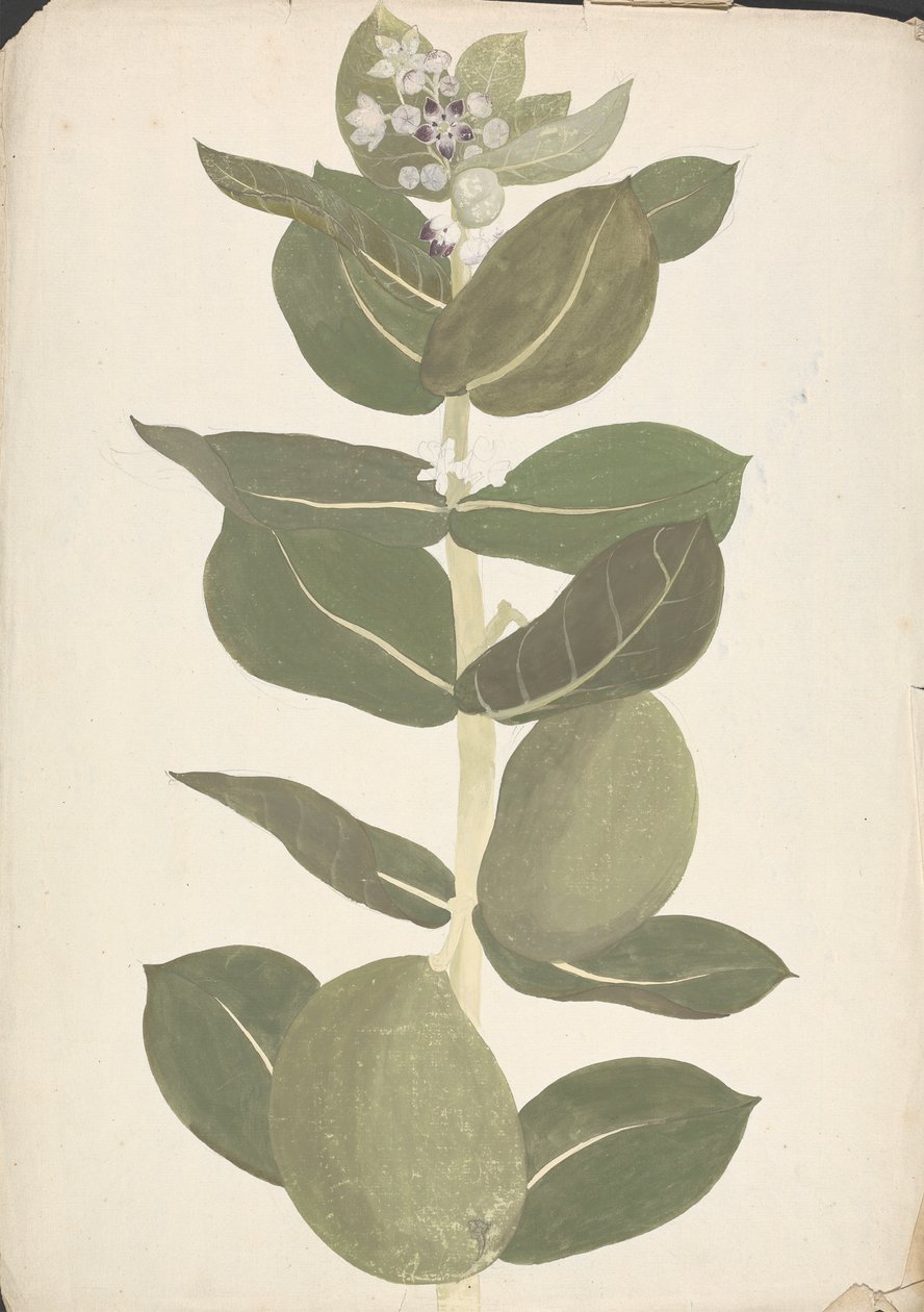 Calotropis procera (Ait.) Ait. F. (Jabłko Sodomy, Drzewo uszne): gotowy rysunek kwitnącej i owocującej rośliny autorstwa James Bruce