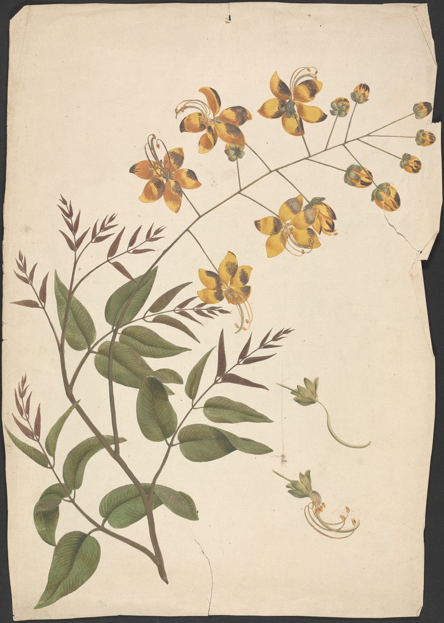 Cassia Fistula (Purging Cassia): gotowy rysunek liściastego pędu z kwiatami autorstwa James Bruce