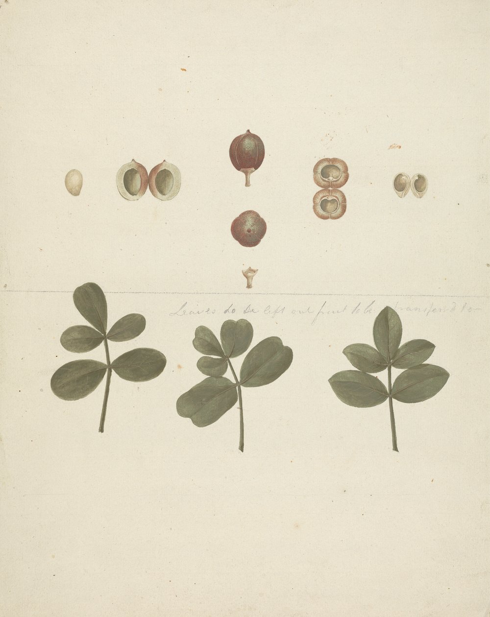 Commiphora gileadensis (L.) C. Chr. (Balm of Gilead, Opobalsam): gotowy rysunek owoców, rozciętych owoców i liści autorstwa James Bruce