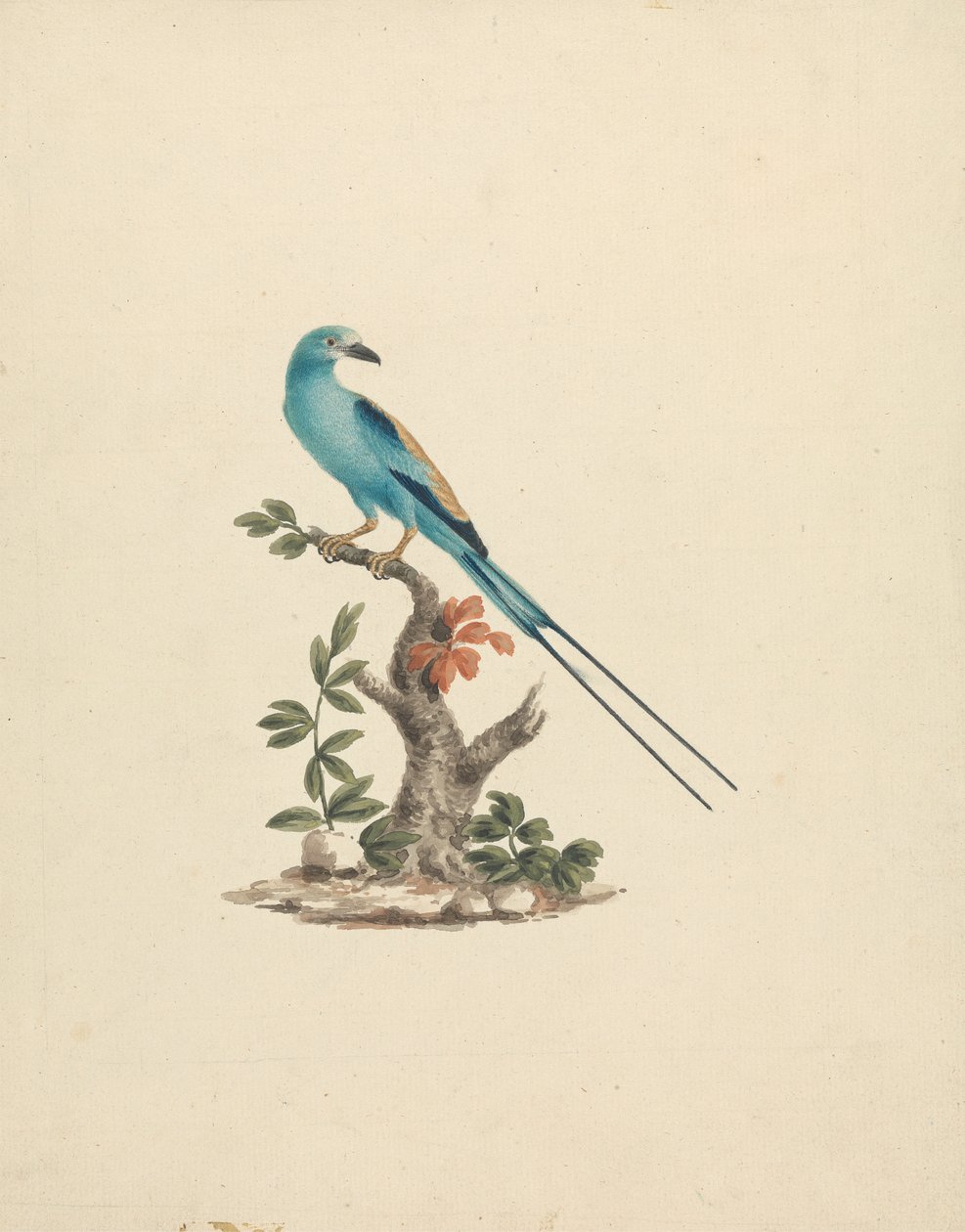 Coracias abyssinicus (Wałek abisyński) autorstwa James Bruce
