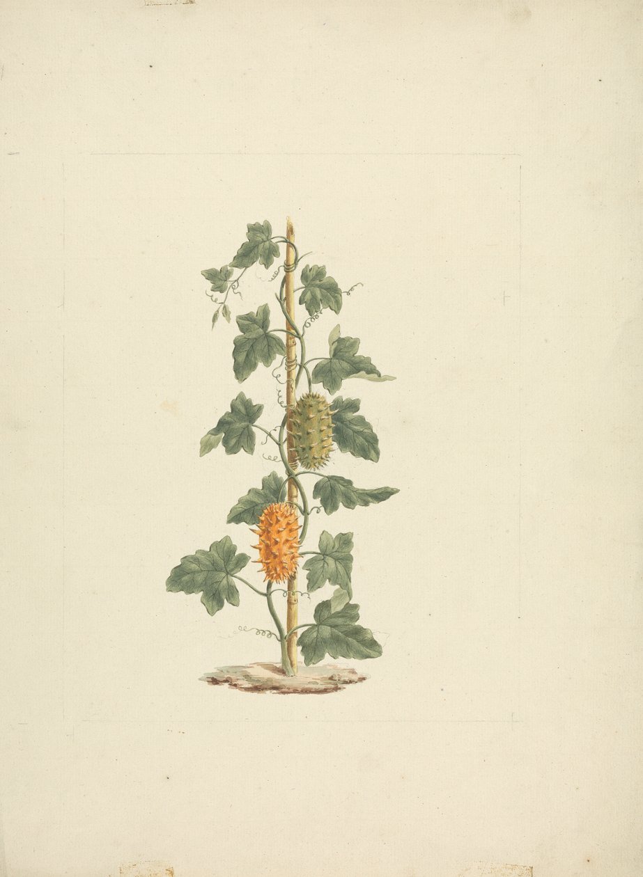 Cucumis metuliferus Naud (dziki ogórek): gotowy rysunek autorstwa James Bruce