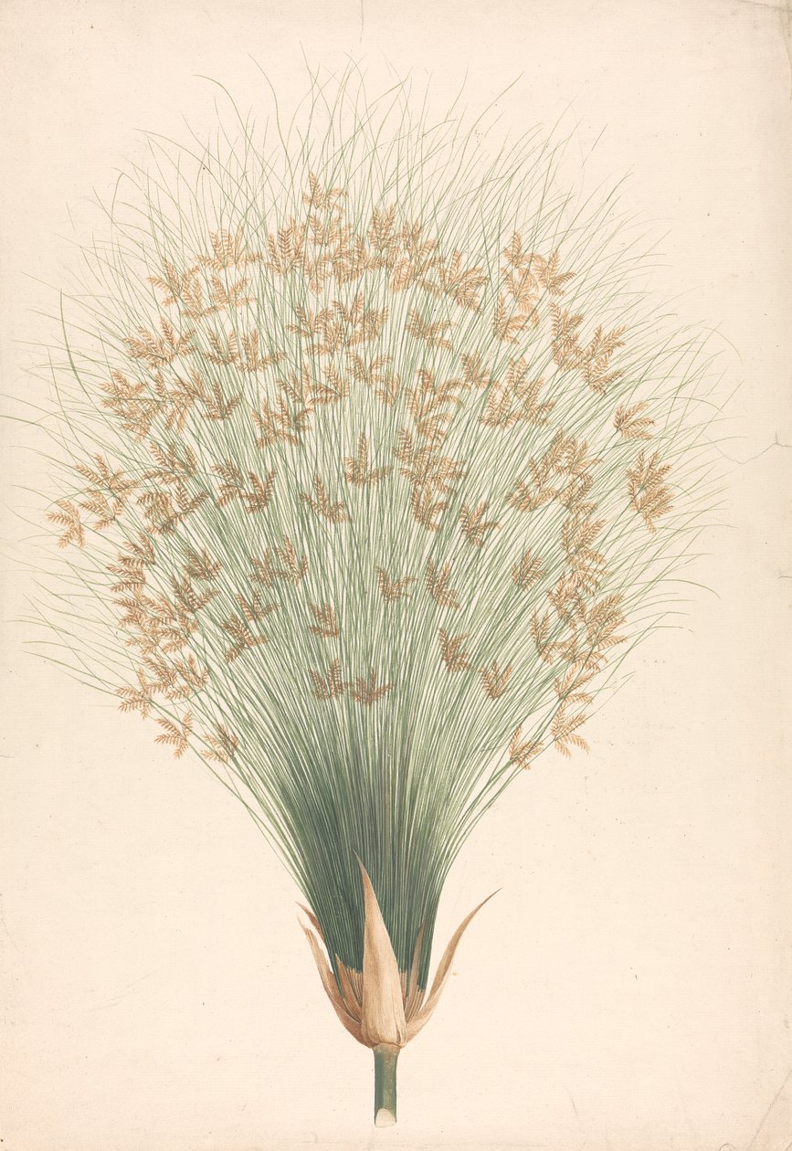 Cyperus papyrus L. (Papyrus Sedge): gotowy rysunek kwiatostanu autorstwa James Bruce