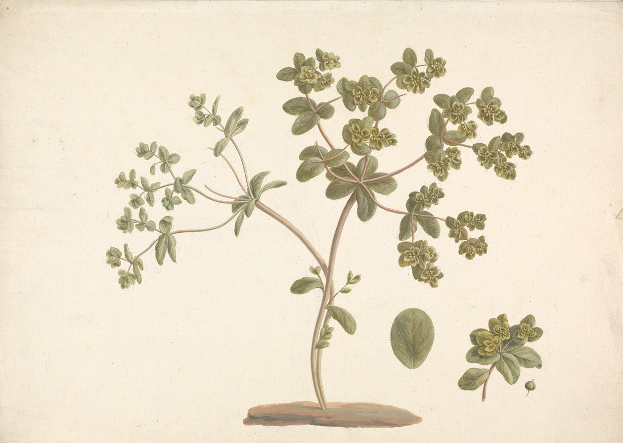 Euphorbia helioscopia L. (Sun Spurge): gotowy rysunek kwitnącej rośliny ze szczegółami kwiatów, liści i owoców autorstwa James Bruce