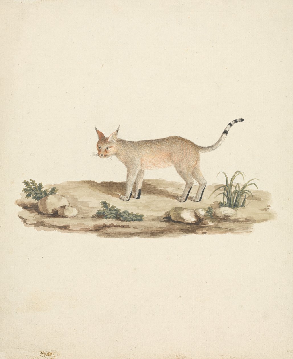 Uruchomiony Lynx autorstwa James Bruce