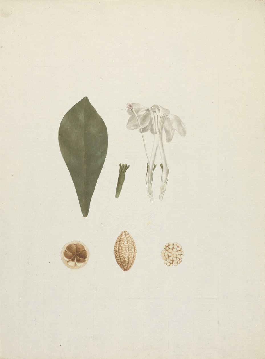 Gardenia ternifolia Schum.& Thonn. (Jovis-Tonantis): gotowy rysunek z dodatkowymi szczegółami owoców autorstwa James Bruce
