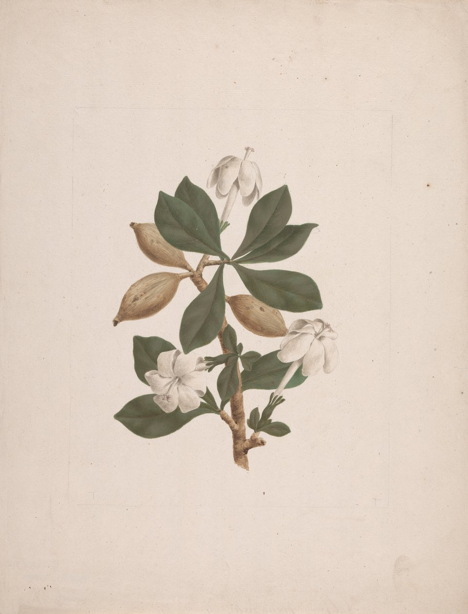 Gardenia ternifolia Schum.& Thonn. (Dzika Gardenia): gotowy rysunek autorstwa James Bruce