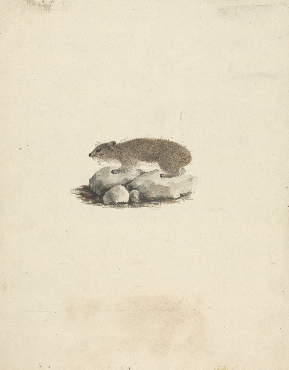 Heterohyrax brucei (żółtoplamisty góralek skalny) autorstwa James Bruce