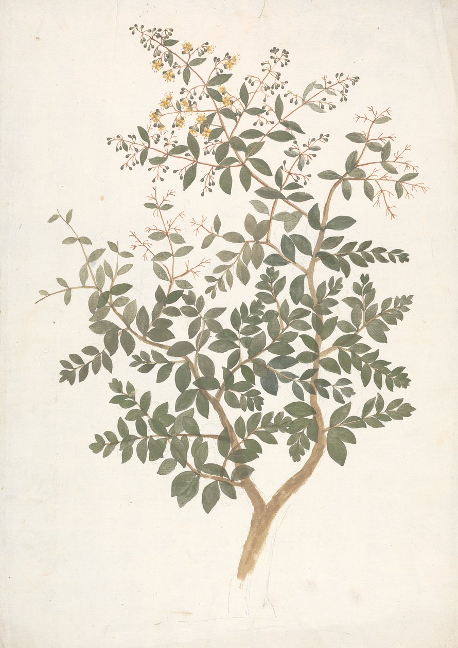 Lawsonia inermis L. (Henna): gotowy rysunek kwitnącego pędu liściastego autorstwa James Bruce