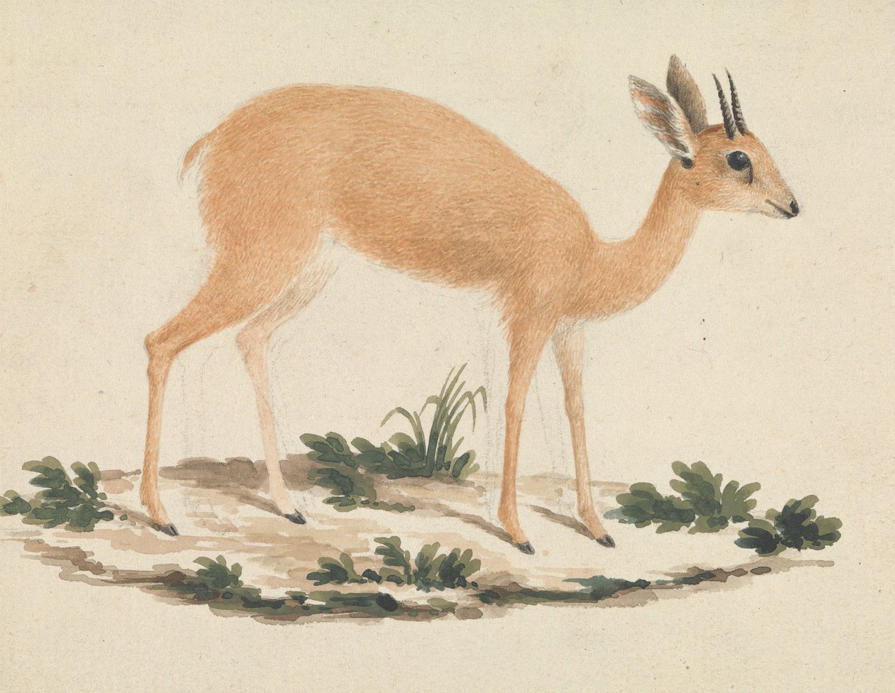 Madoqua (siostra) autorstwa James Bruce