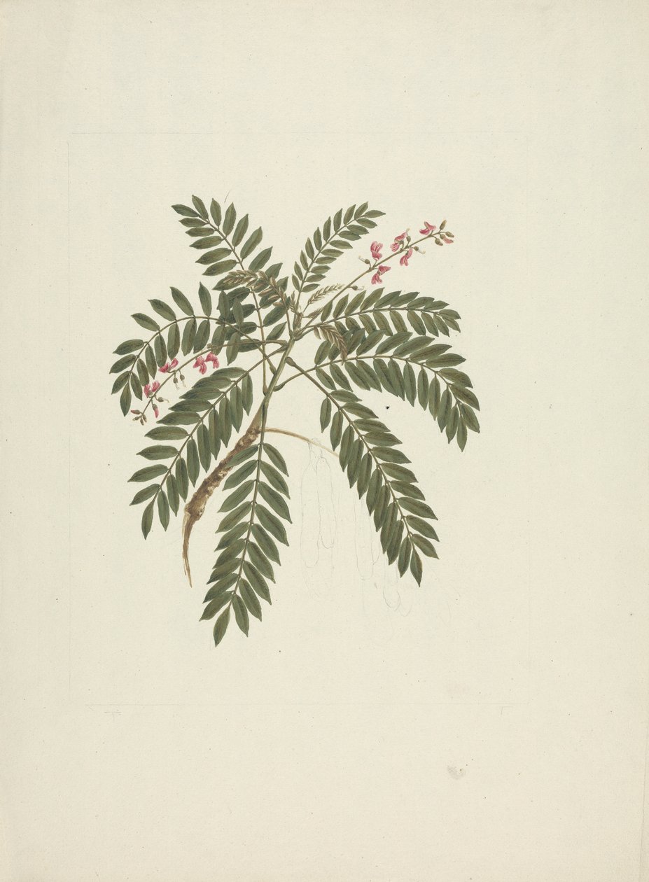 Millettia ferruginea (Hochst) Baker: gotowy rysunek autorstwa James Bruce