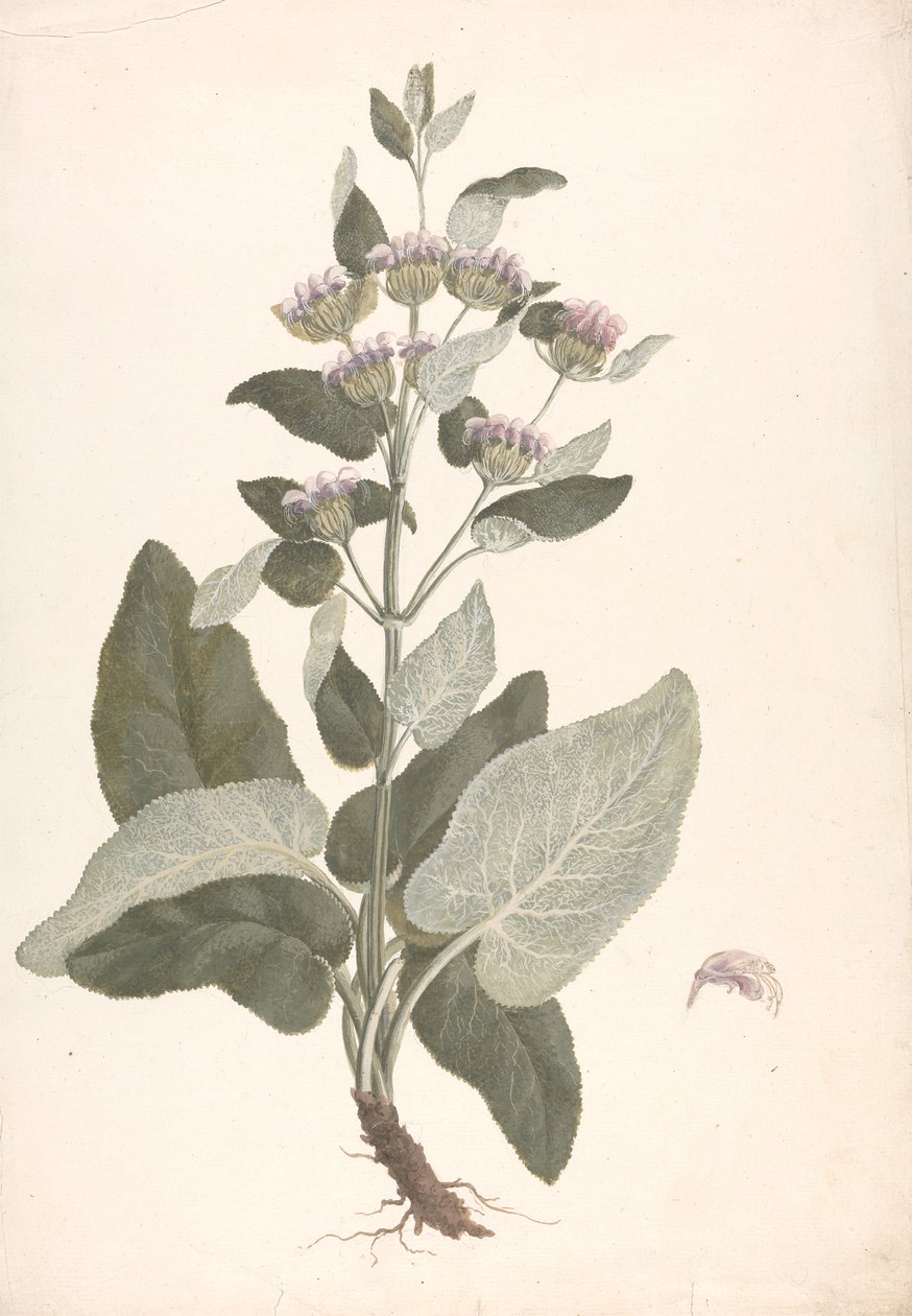 Phlomis herba-venti L. : gotowy rysunek autorstwa James Bruce