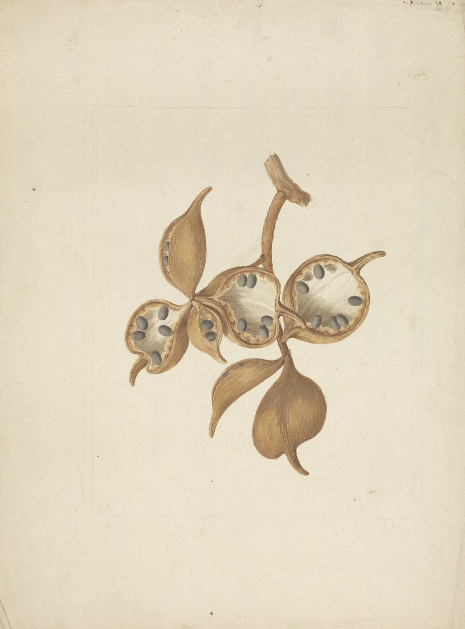 Sterculia africana (Lour.) Fiori: gotowy rysunek łodygi ze strąkami nasiennymi, niektóre otwarte z widocznymi nasionami autorstwa James Bruce