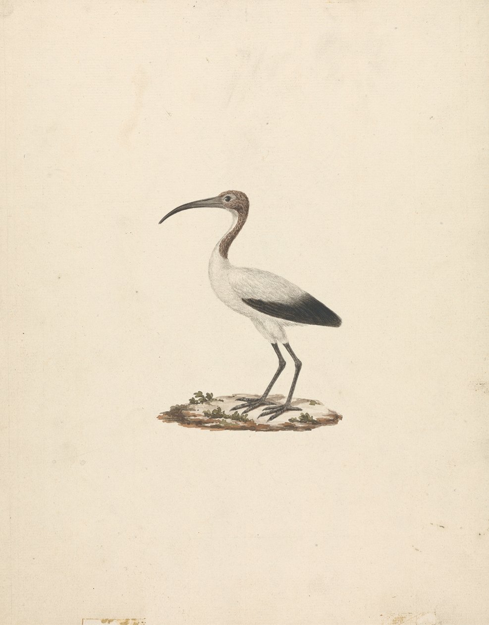 Threskiornis ethiopicus (afrykański ibis święty) autorstwa James Bruce