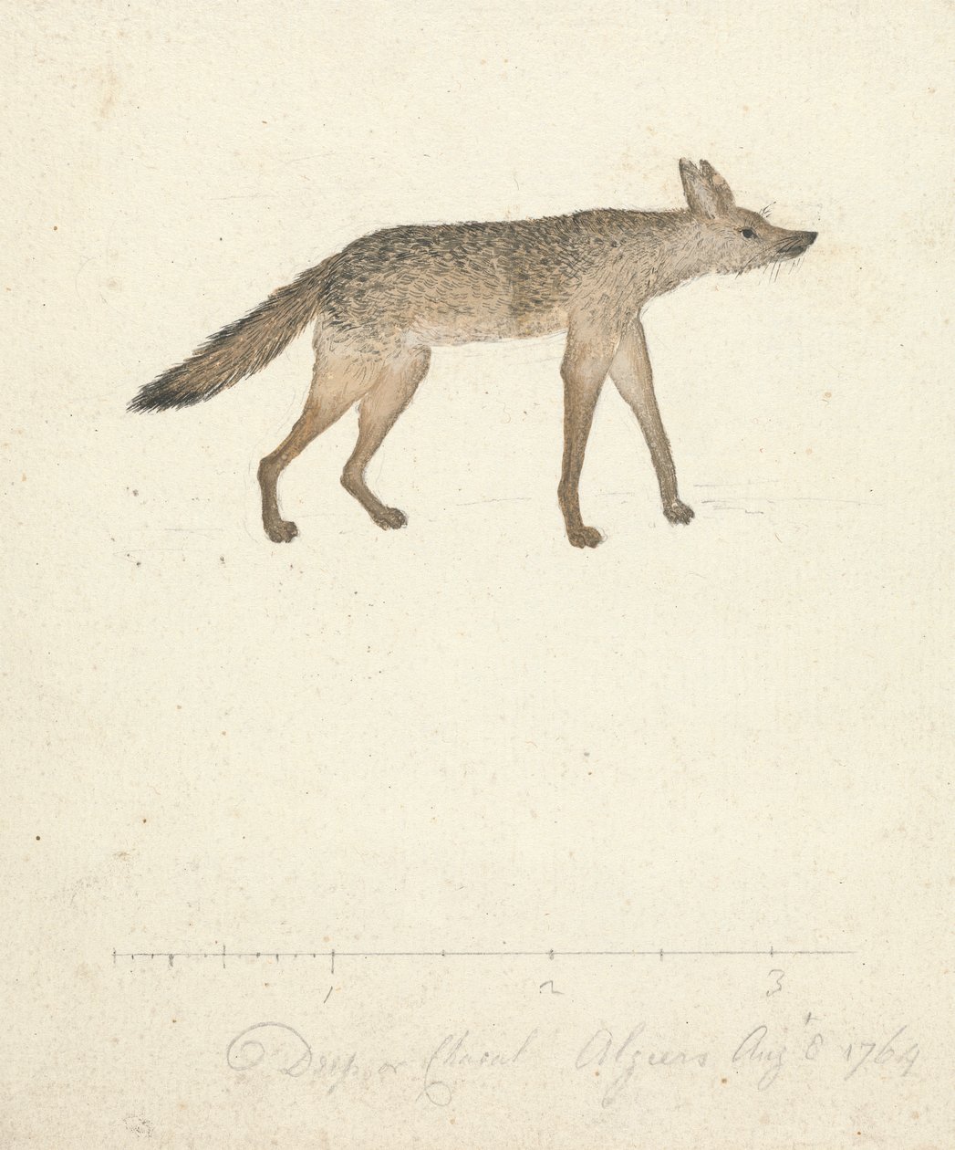 Wilk autorstwa James Bruce