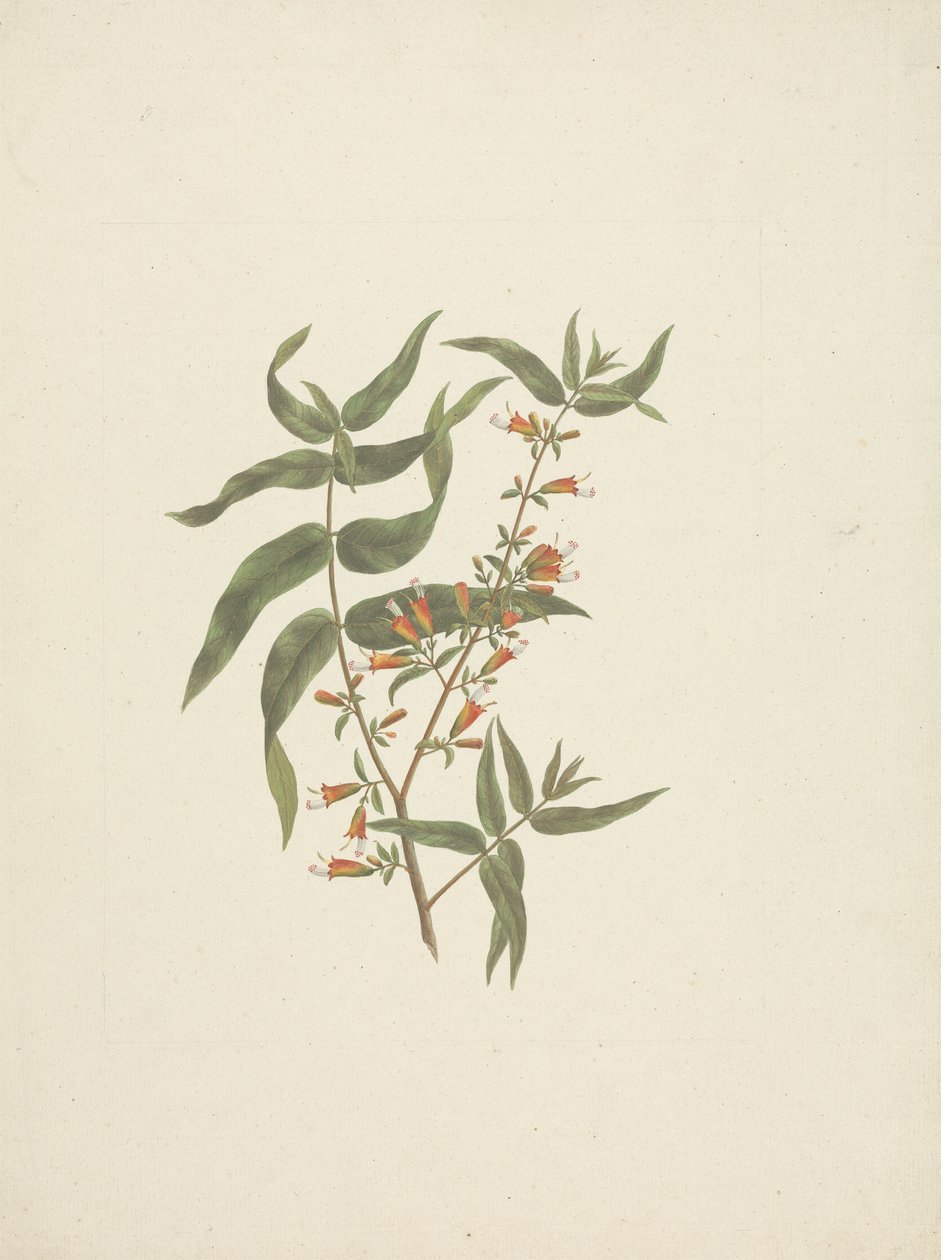 Woodfordia uniflora (A. Rich.) Koehne: gotowy rysunek kwitnącego pędu autorstwa James Bruce