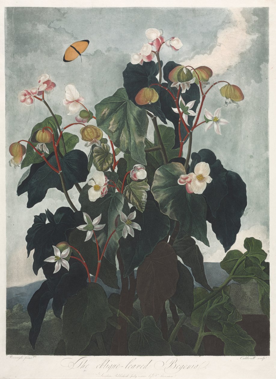 Świątynia Flory, czyli Ogród Natury: Begonia Liściasta Obique autorstwa James Caldwall