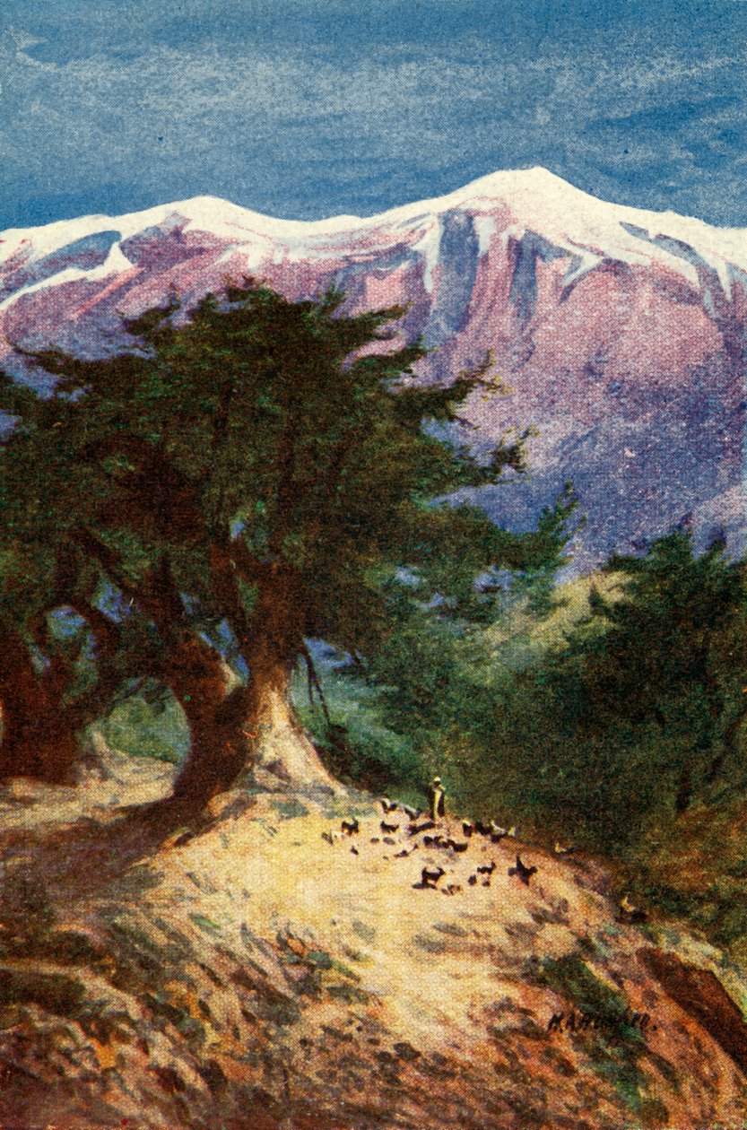 Cedry Libanu - Mat. XII. 33, c1924. Twórcy: James Clark, Henry A Harper. autorstwa James Clark and Henry A Harper