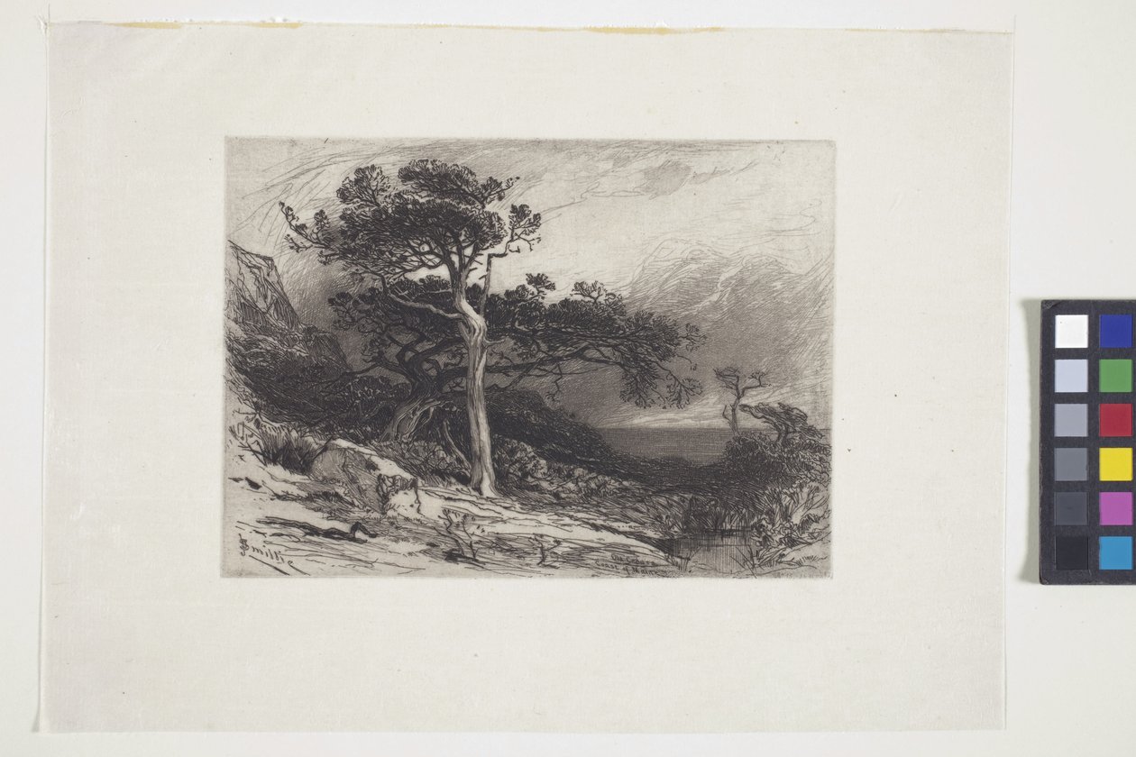 Old Cedars, Coast Of Maine (atrament, długopis, ołówek) autorstwa James David Smillie