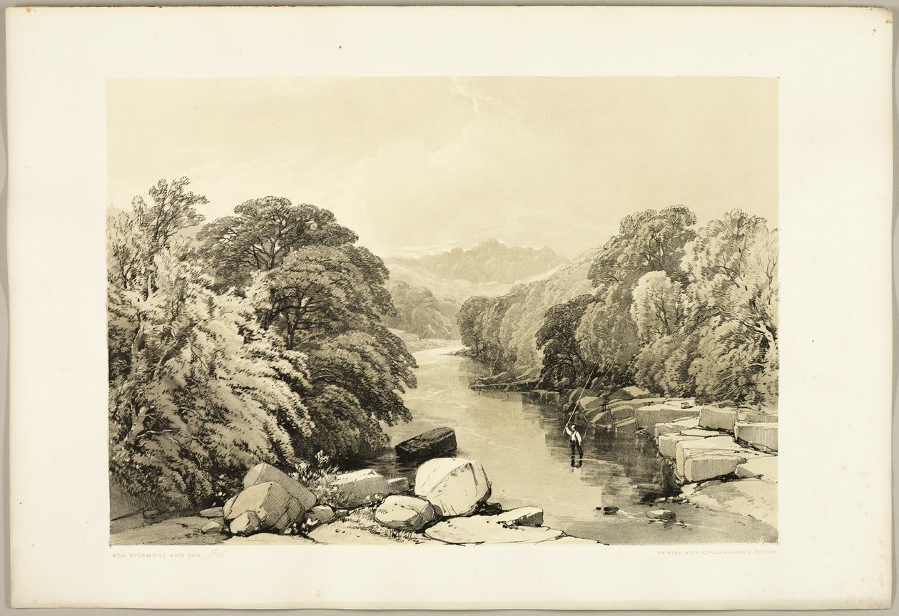 Jesion, Jawor i Dąb, z filmu Park i Las autorstwa James Duffield Harding