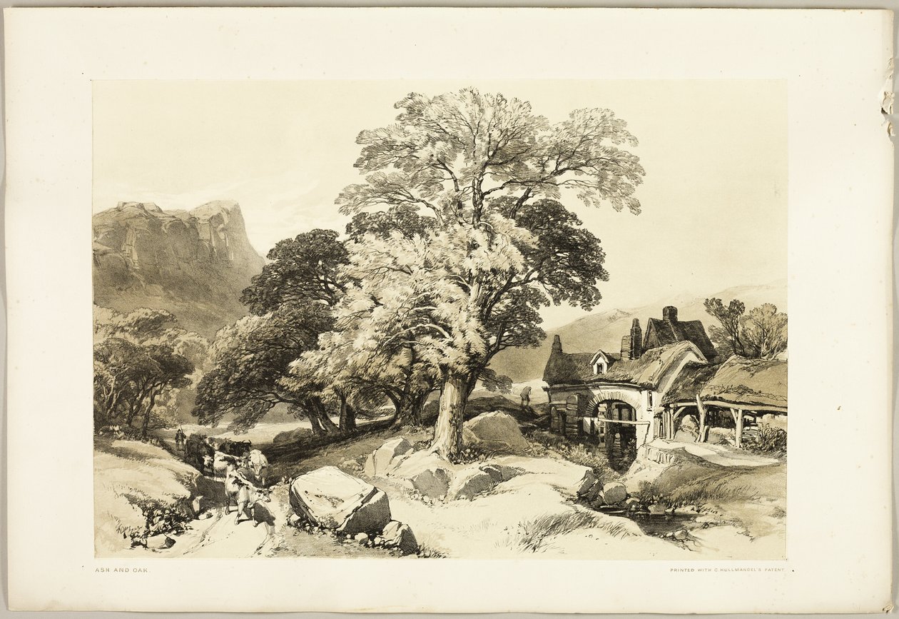 Jesion i dąb, z filmu Park i las autorstwa James Duffield Harding