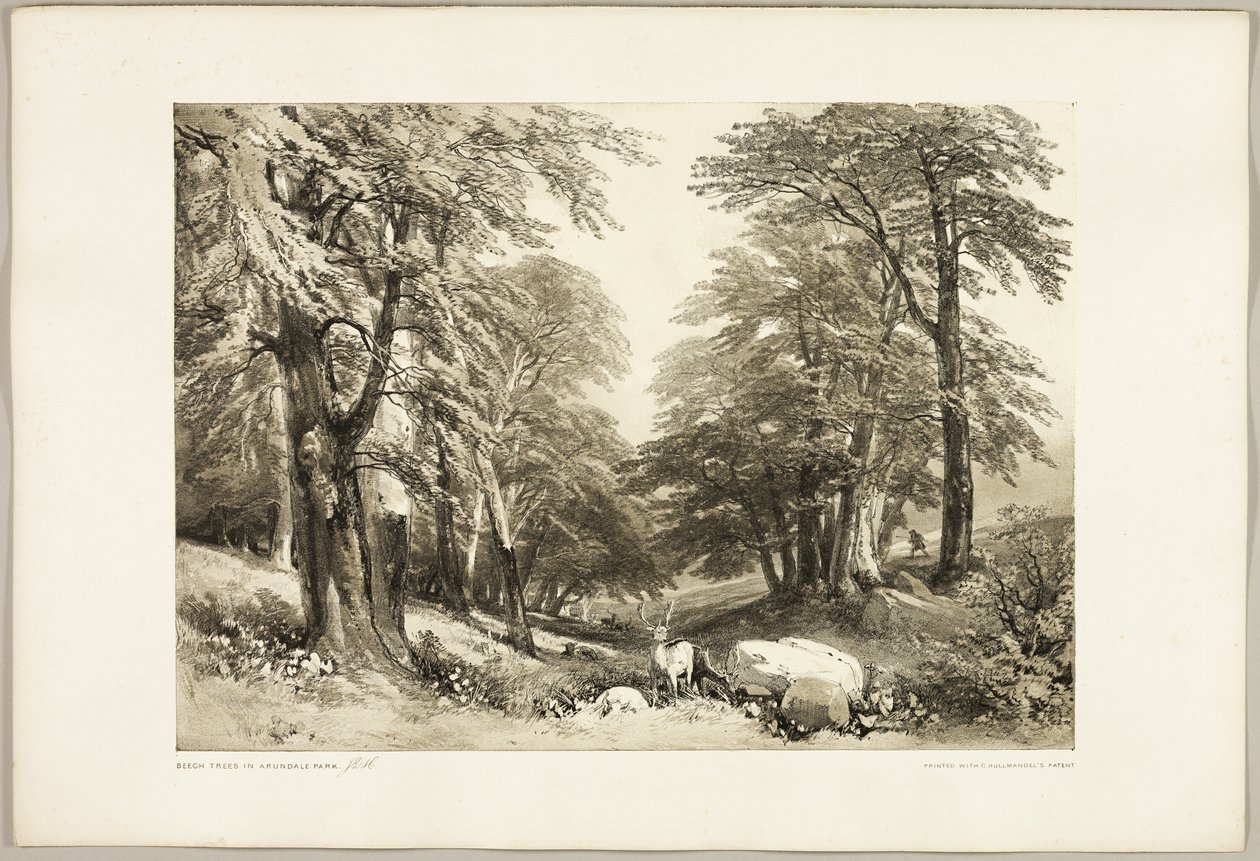 Buki w Arundale Park, z The Park and the Forest autorstwa James Duffield Harding