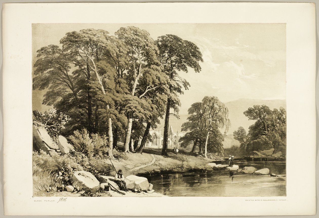 Topola czarna, z parku i lasu autorstwa James Duffield Harding
