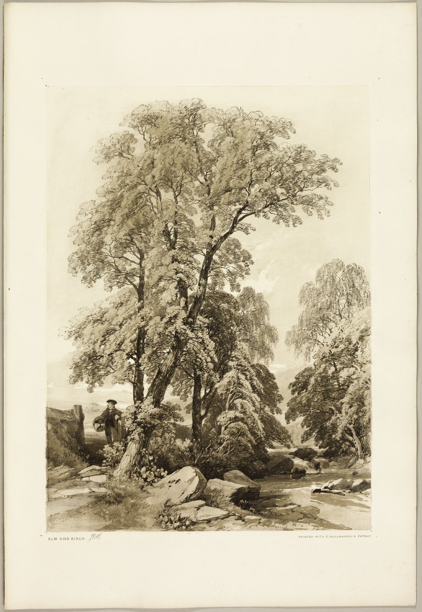 Wiąz i Brzoza, z Parku i Lasu autorstwa James Duffield Harding