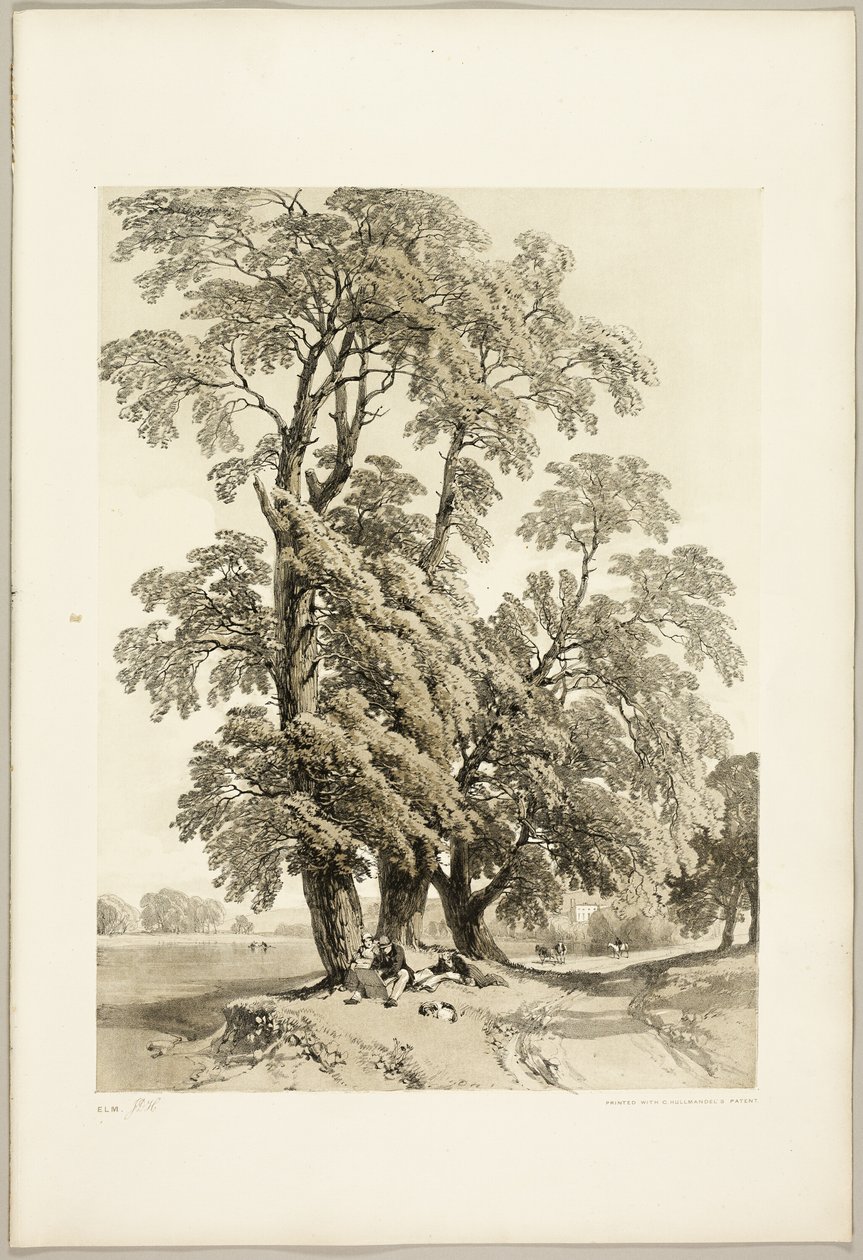 Wiąz, z Parku i Lasu autorstwa James Duffield Harding