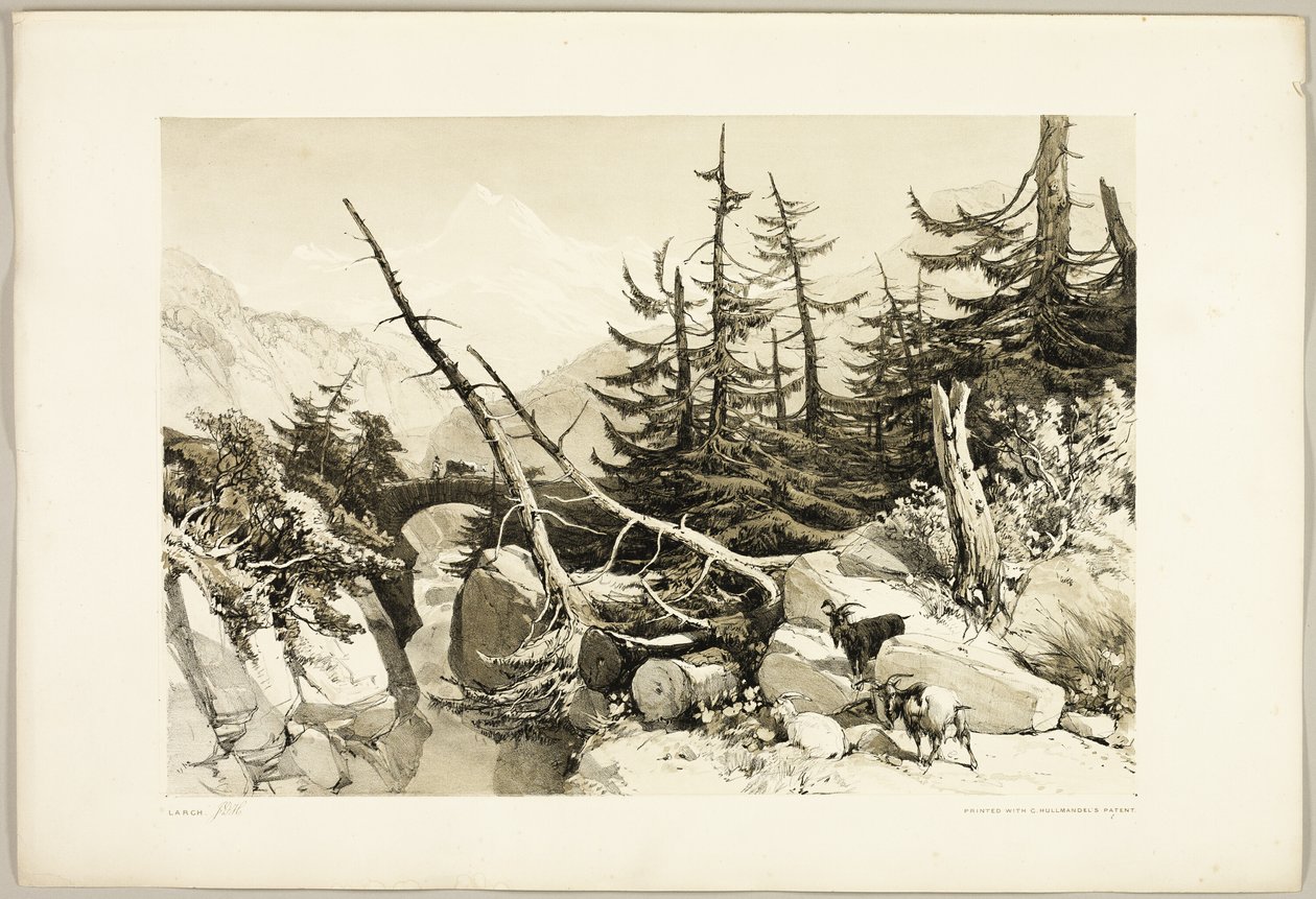 Modrzew, z Parku i Lasu autorstwa James Duffield Harding