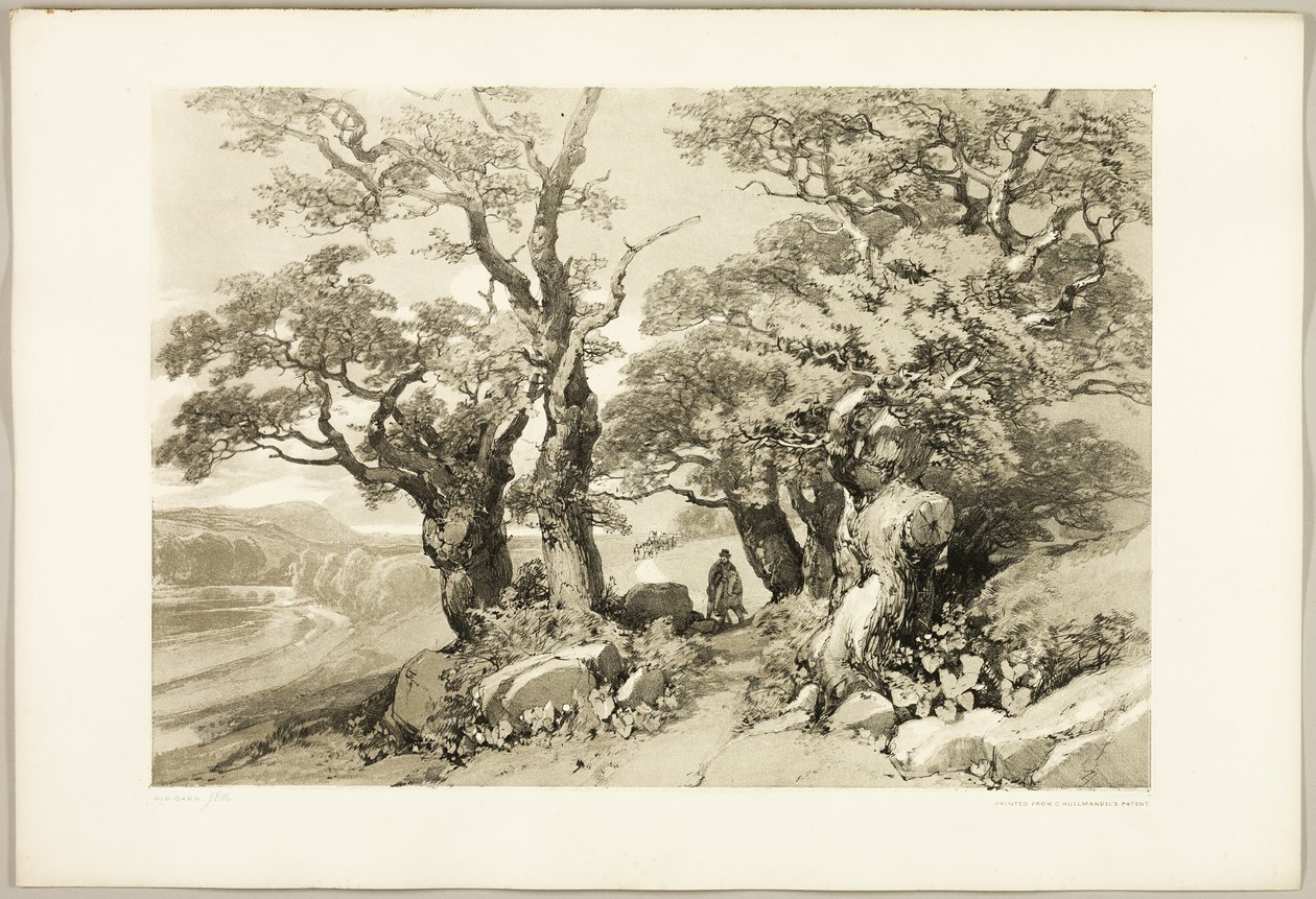 Stare Dęby, z Parku i Lasu autorstwa James Duffield Harding