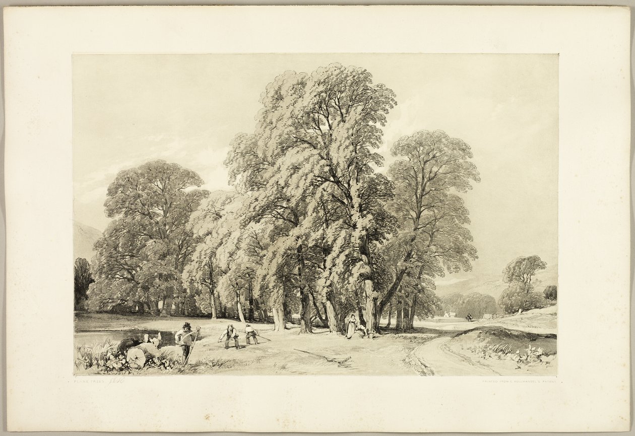 Platany, z Parku i Lasu autorstwa James Duffield Harding