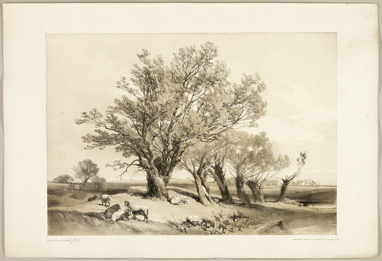 Pollard Willow, z Parku i lasu autorstwa James Duffield Harding