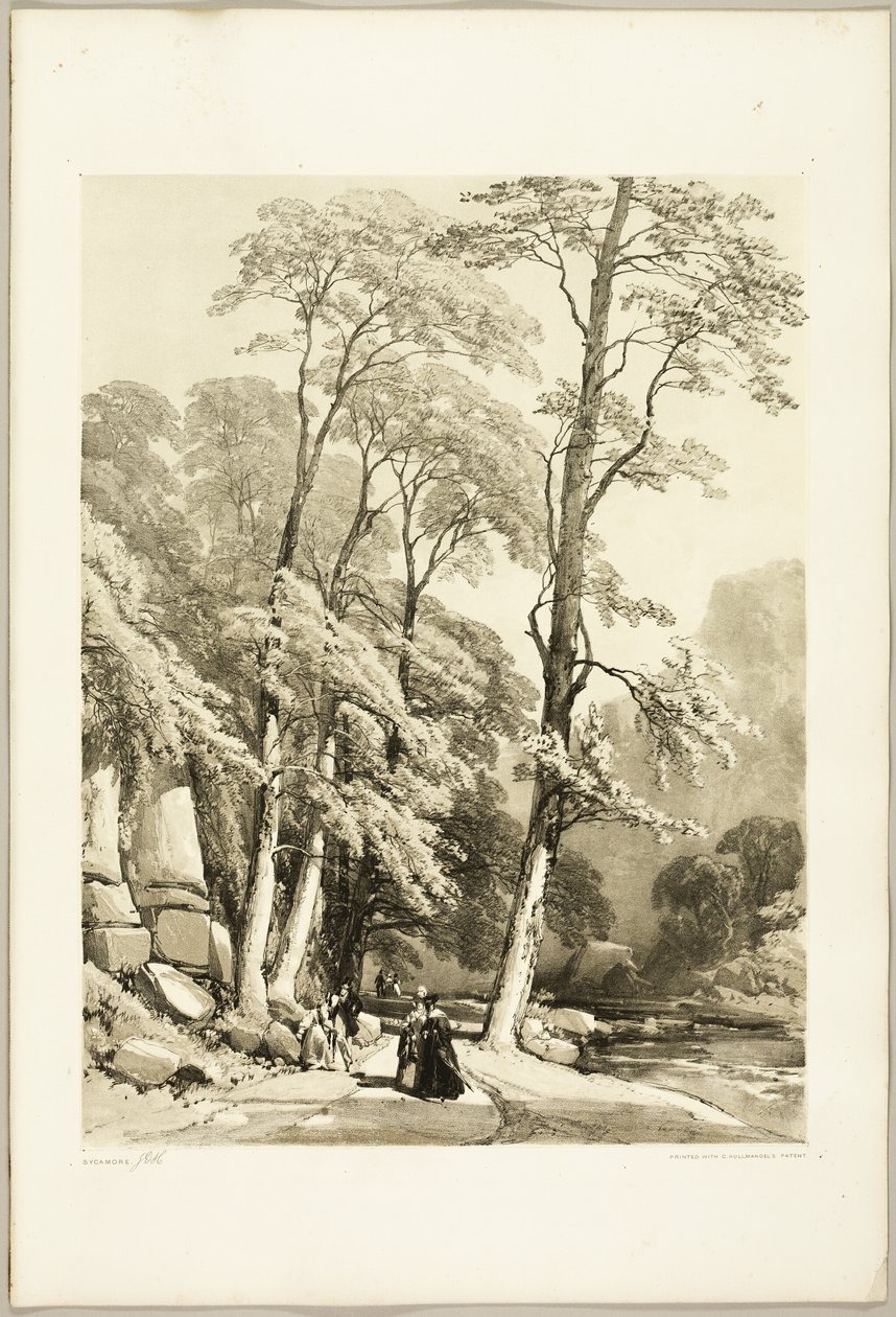Jawor, z Parku i Lasu autorstwa James Duffield Harding