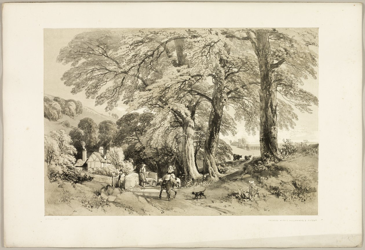 Wiąz Wych, z filmu Park i Las autorstwa James Duffield Harding