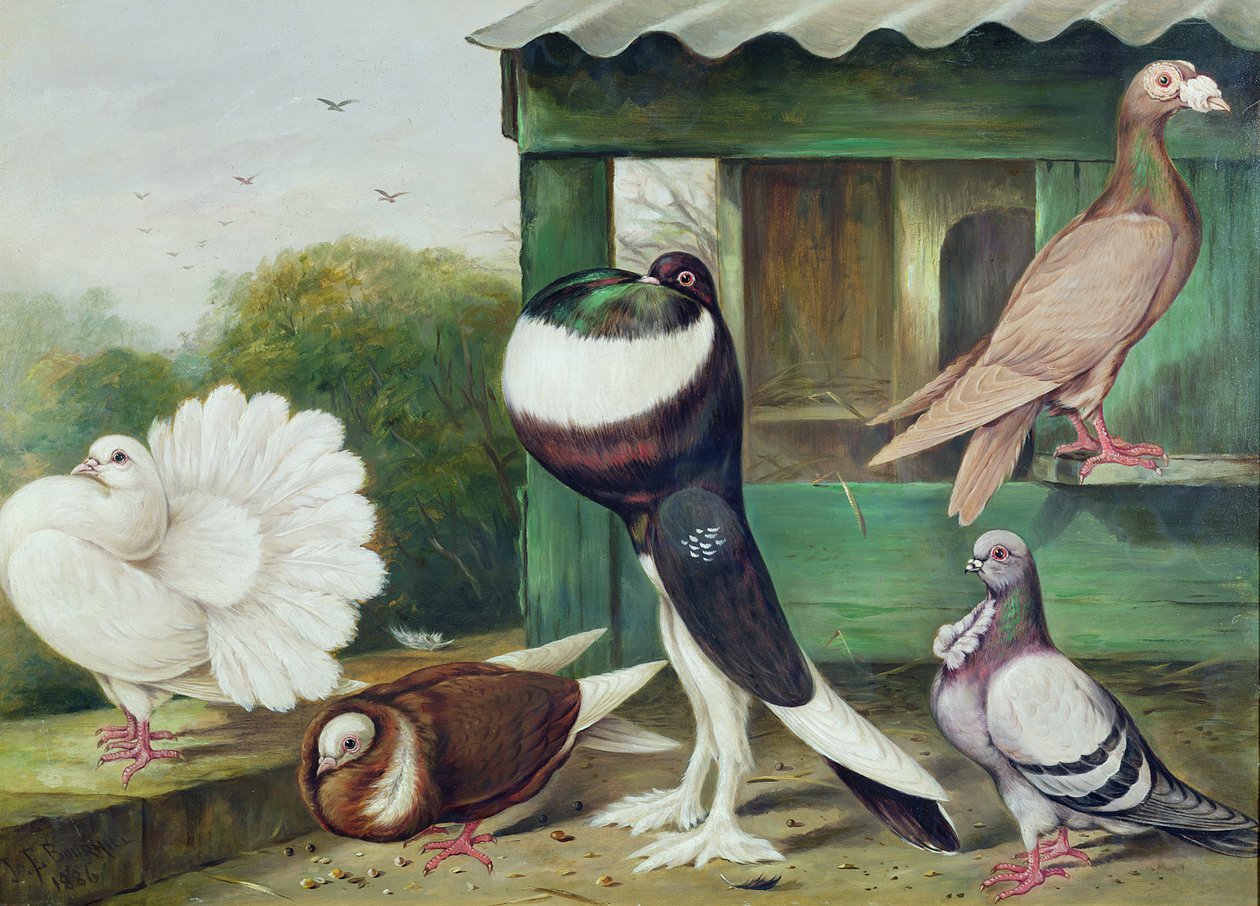 Nieznany obraz autorstwa James E. Bourhill