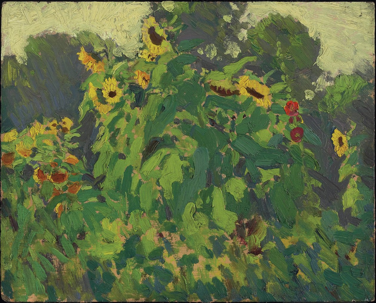 Słoneczniki, Thornhill, 1916 (olej na kompozytowej desce z pulpy drzewnej) autorstwa James Edward Hervey Macdonald