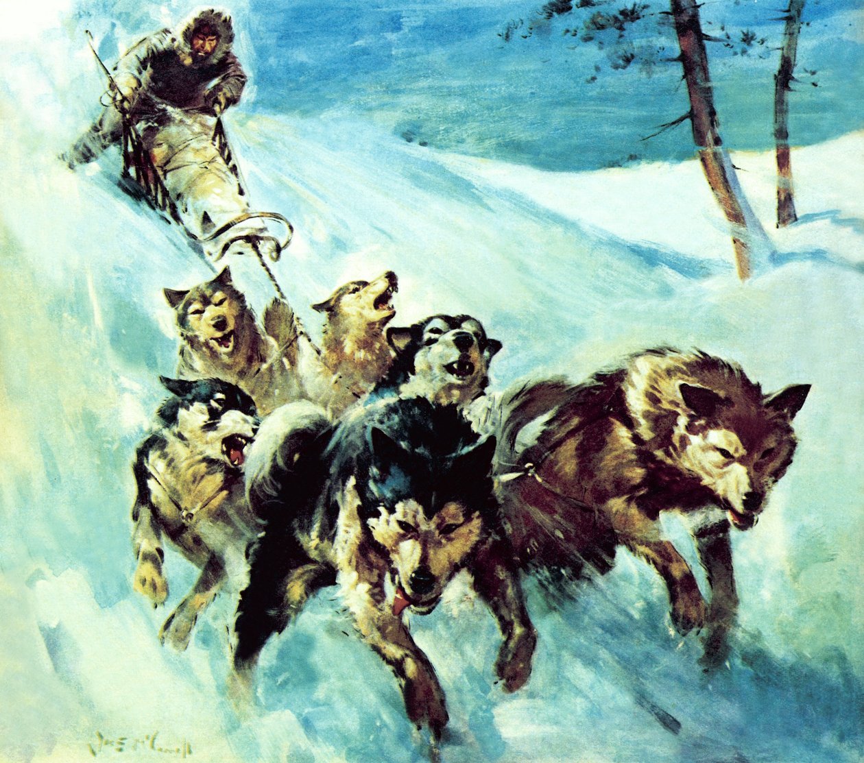 Kanadyjski husky autorstwa James Edwin McConnell