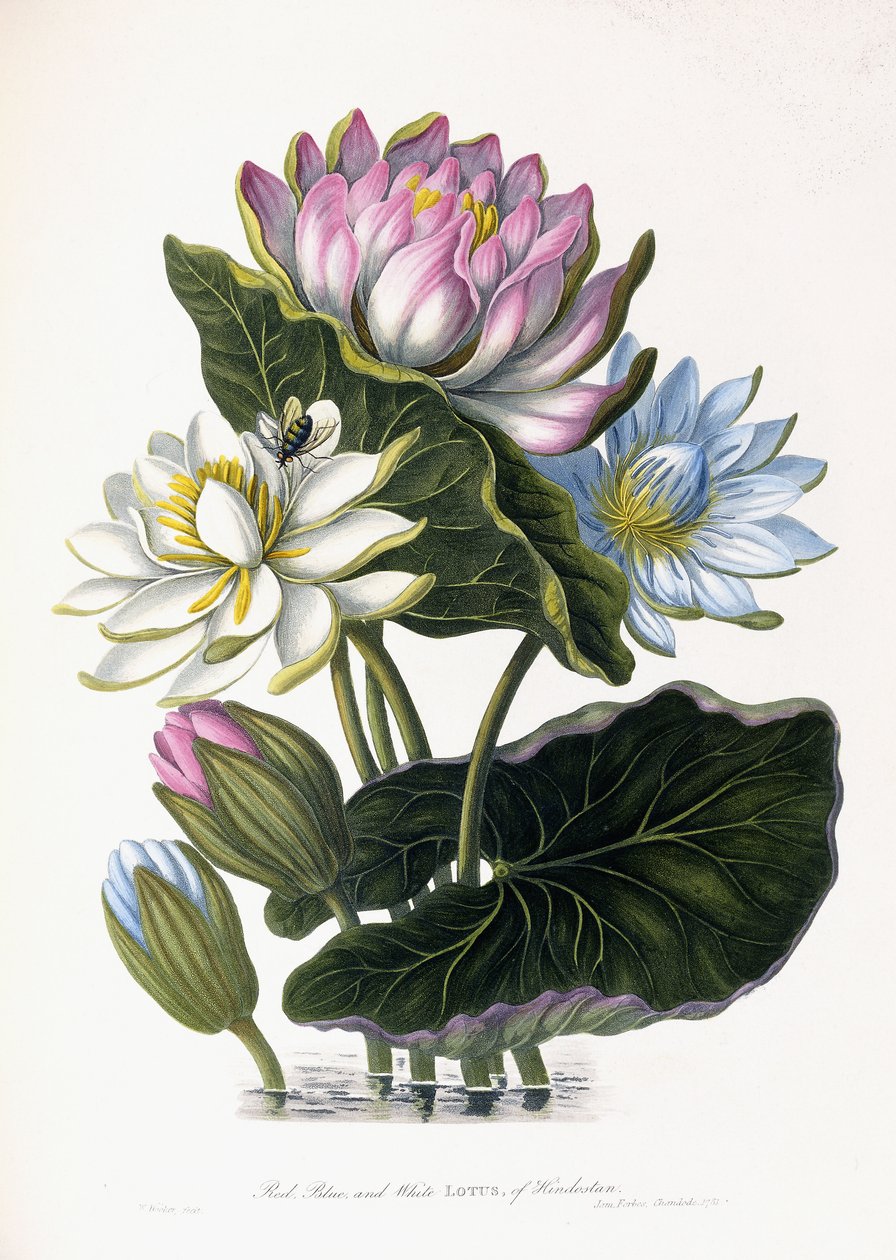 Czerwony, Niebieski i Biały Lotos, Hindustan, 1781 autorstwa James Forbes